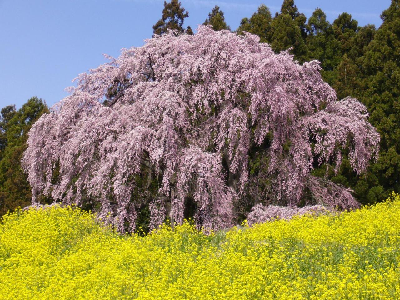 ホテル 陽日の郷あづま館 二本松市 エクステリア 写真